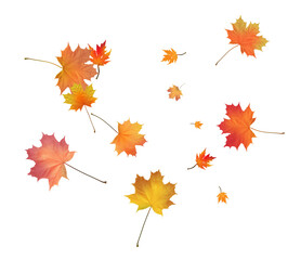 Autumn bright maple leaves background.