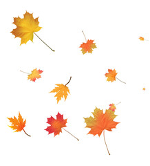 Autumn bright maple leaves background.