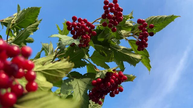 Viburnum tree (Adoxaceae). Bright red viburnum berry on a tree with green leaves. Viburnum opulus tree.