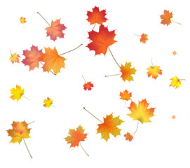 Fototapeta premium Pattern with Colorful Autumn leaves.