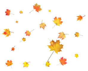 Fototapeta premium Pattern with Colorful Autumn leaves.
