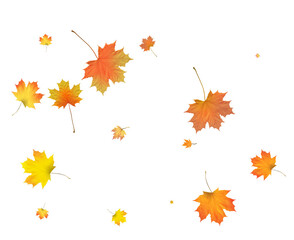 Pattern with Colorful Autumn leaves.