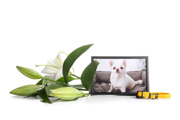 Frame with picture of dog, collar and lily flowers on white background. Pet funeral - obrazy, fototapety, plakaty