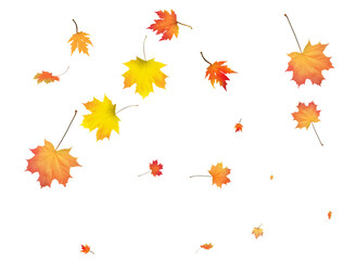 Autumn background made of beautiful maple leaves.
