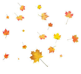 Autumn background made of beautiful maple leaves.