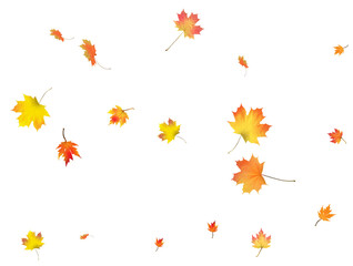 Autumn background made of beautiful maple leaves.