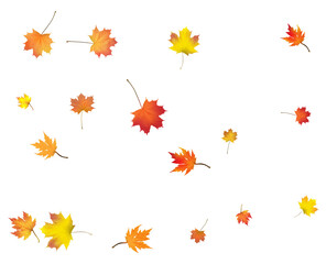 Autumn background made of beautiful maple leaves.
