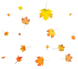 Autumn background made of beautiful maple leaves.