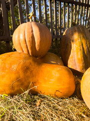 Group of pumpkins near the fence at the village. Autumn time Halloween 