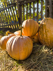 Group of pumpkins near the fence at the village. Autumn time Halloween 