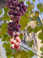Branch of grape close up