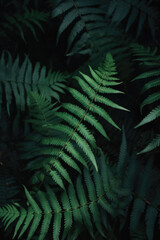 Fototapeta na wymiar Beautiful natural native fern in dark forest setting — New Zealand, silver fern, lush foliage, dark shadows, cinematic