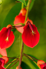 Eine einzelne rote Blüte der Storchschnabelpflanze (Erythrina crista-galli) leuchtet im grünen Blattwerk eines Strauches. Die Blüte hat eine auffällige Form, die an einen Storchschnabel erinnert.