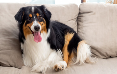 chien colley allongé sur la canapé familial dans une maison en ia générative - obrazy, fototapety, plakaty