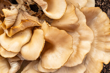 Chicken of the Woods fungus close-up