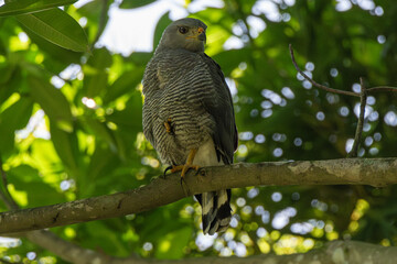 Barred Forest-Falcn, Micrastur ruficollis, Halcón de Monte Barreteado