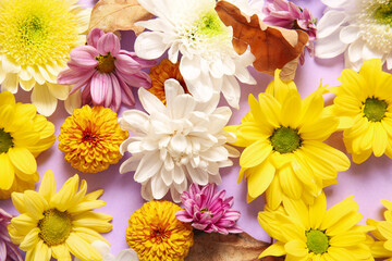 Different beautiful chrysanthemum flowers and leaves on lilac background