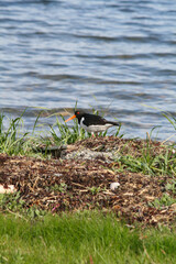 Oystercatcher 