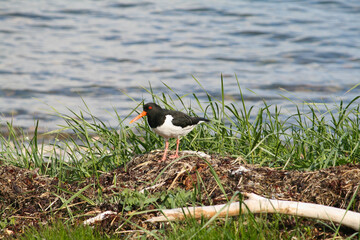 Oystercatcher 