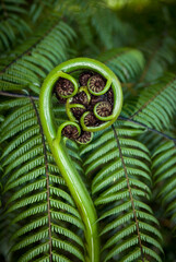 New shoot of fern frond on New Zealand tree fern. The koru (Māori for 'loop or coil') is a spiral shape based on the new unfurling frond - obrazy, fototapety, plakaty