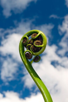 New shoot of fern frond on New Zealand tree fern. The koru (Māori for 'loop or coil') is a spiral shape based on the new unfurling frond
