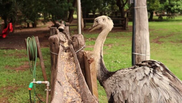 Avestruz se alimentando em uma fazenda no pantanal brasileiro
