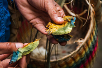 Manos de una mujer sosteniendo un gran hongo silvestre de color amarillento que expide una savia color azul al ser cortado. © DianaGuadalupe