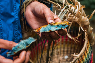 Manos de una mujer sosteniendo un gran hongo silvestre de color amarillento que expide una savia color azul al ser cortado. - obrazy, fototapety, plakaty