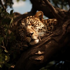Un léopard adulte dormant paisiblement dans un arbre de la savane africaine, à l'ombre durant la journée.