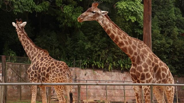 Duas girafas em um cercado se alimentando