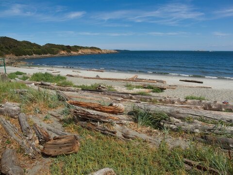 Sandy Willows beach with driftwood strewn along the shore