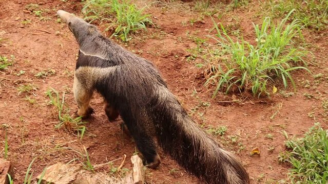 Animal tamandu&aacute; dentro de uma gaiola em um parque
