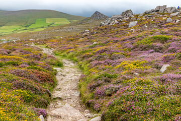 Flowered Coastal trail to Ceann Sreatha