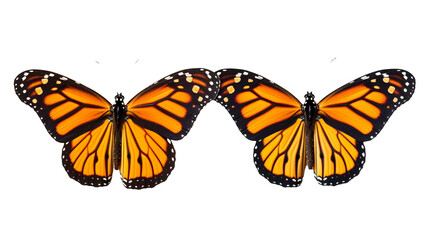 butterfly collection, transparent background PNG, danaus species - obrazy, fototapety, plakaty