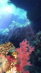 Fototapeta na wymiar Underwater photo of colorful soft corals inside a cave with rays of sunlight