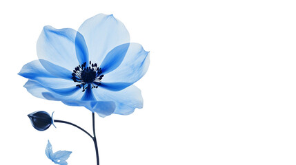 Blue flower, png, no background