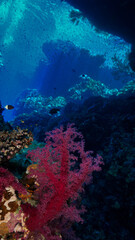 Fototapeta na wymiar Underwater photo of colorful soft corals inside a cave with rays of sunlight