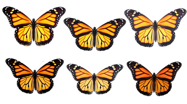 butterfly collection, transparent background PNG, danaus species