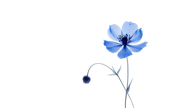 Blue flower, png, no background