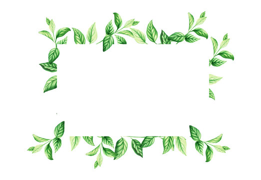 Watercolor frame with fresh peppermint leaves isolated on white background. Detail of the beauty products and botany set, cosmetology and medicine. For designers, spa decoration, postcards, wrapping