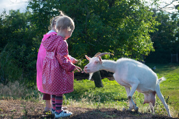 Two children feed an adult goat. - 653489538