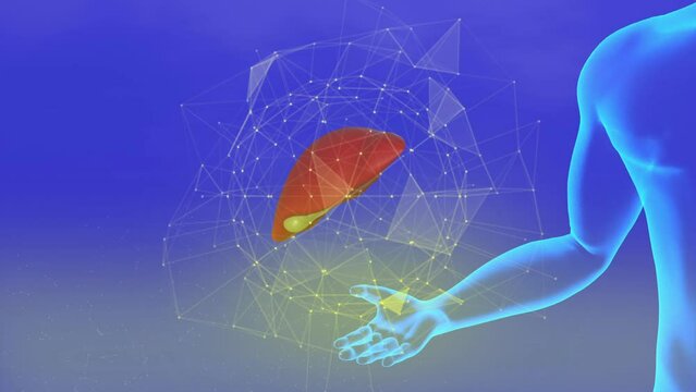 3D rendering animation of the liver with human hand 