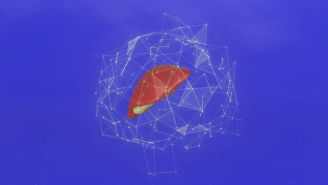 3D rendering animation of the liver with lines around
