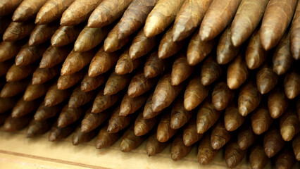 Close-up of stack of many just rolled handmade most expensive perfecto cigars. The factory for the production of the best cigars in the world