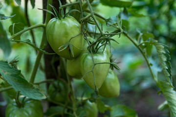 Organically grown tomatoes hanging on the vine, still young and green, on a summer day in the garden. Agricultural concept, close up