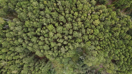 Aerial images taken by drone in Venice and trees. Colombia.