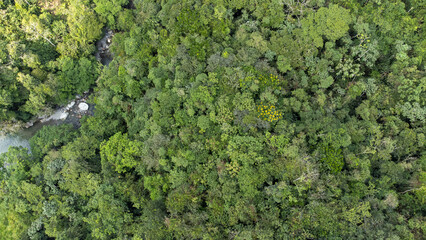 Aerial images taken by drone in Venice and trees. Colombia.