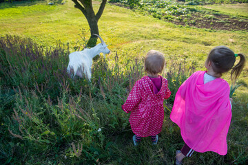 Two children looking at an adult goat - 653498112