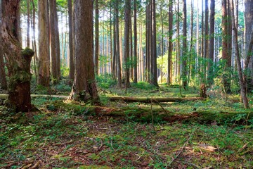 夕暮れの金色日差し、静寂なヒノキ林
