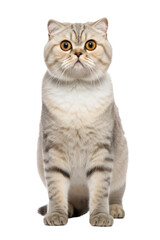 Lovey cat in funny facial expression on isolated transparent background